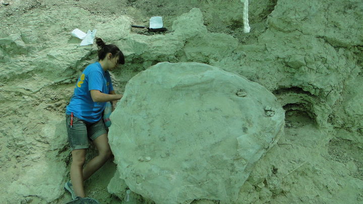Ejemplar de tortuga gigante en el yacimiento de Cerro de Batallones / COMUNIDAD MADRID