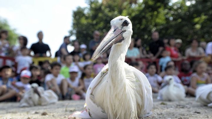 Ejemplares de cigüeña en el suelo antes de ser soltados / AYTO ALCALÁ DE HENARES