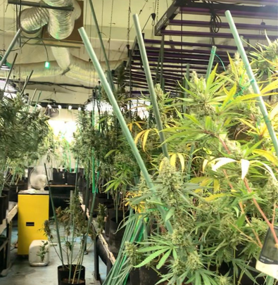 Interior del garaje-plantación / AYTO PERALES DE TAJUÑA