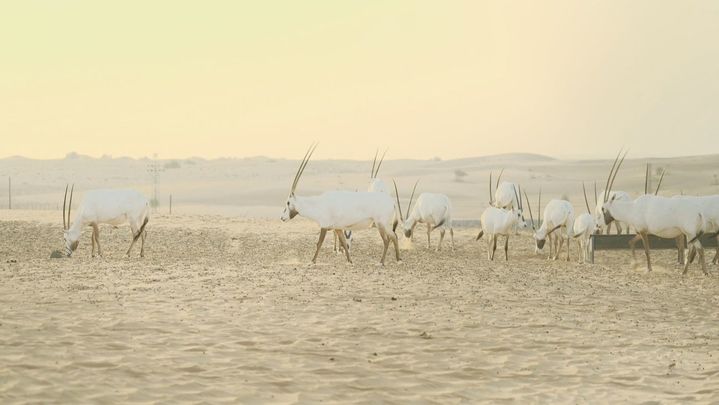 Oryx en el desierto de Dubái / Redacción