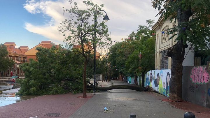 Árbol caído en Ciempozuelos / AYUNTAMIENTO DE CIEMPOZUELOS