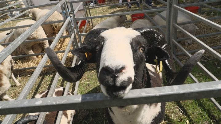 feria granjera de Banchory / Redacción