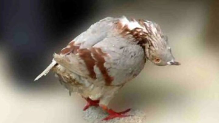 paloma zombie / JSPCA Animals' Shelter