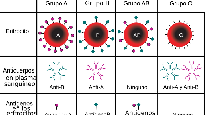 Grupos sanguíneos A, B, AB y 0 / WIKIPEDIA