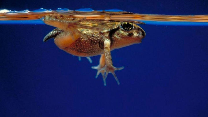 Sapillo moteado, una especie catalogada como vulnerable por la Comunidad de Madrid / ARCHIVO