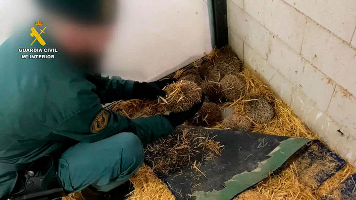 Erizos incautados por la Guardia Civil / Guardia Civil