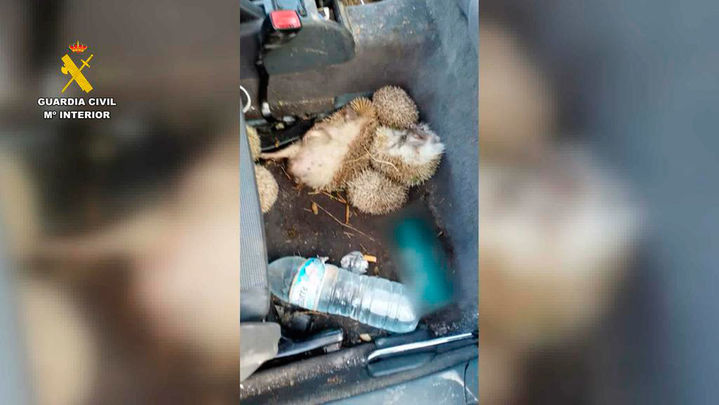 Así transportaban los erizos los cazadores furtivos detenidos en Torrejón de Velasco / Guardia Civil