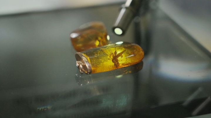 Ámbar con insecto en su interior / Redacción