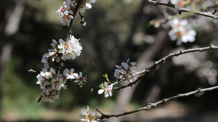 Almendro en flor / EUROPA PRESS