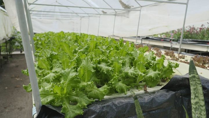 Cultivo hidropónico de lechugas en Maldivas / Redacción