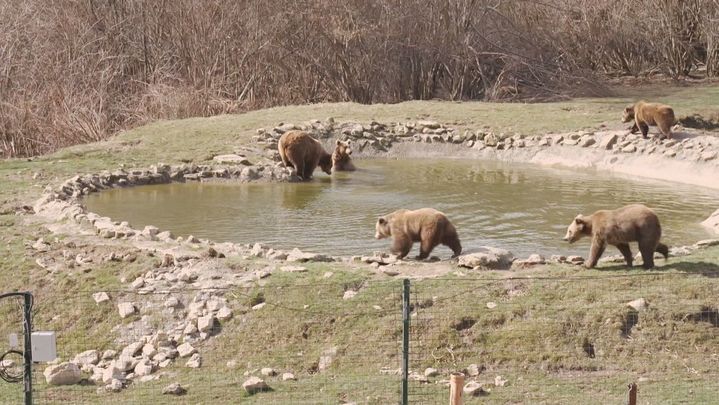 Refugio de osos rescatados en Transilvania / Redacción