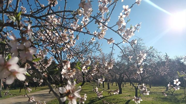 Almendros en flor en la Quinta los Molinos / EUROPA PRESS