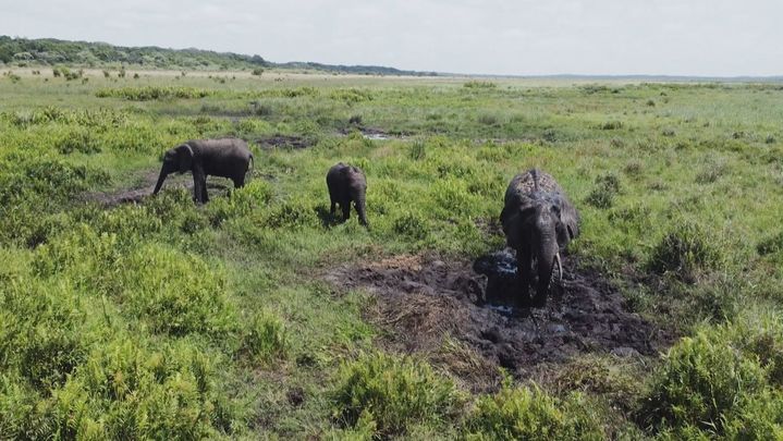 Elefantes en la Reserva Nacional de Maputo / Redacción