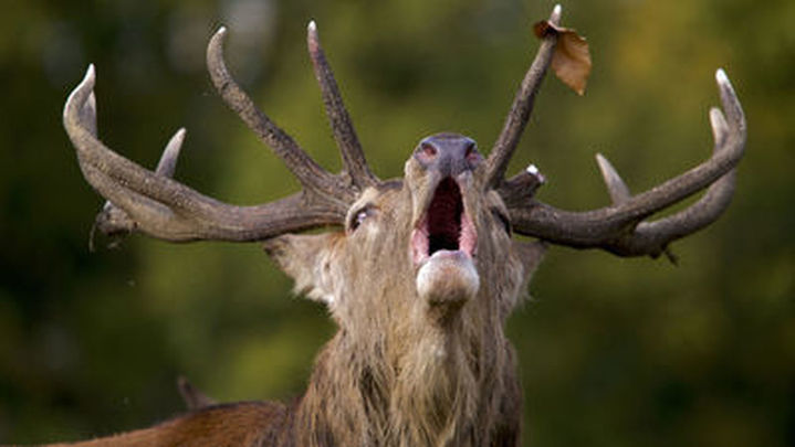 Berrea de un ciervo en El Pardo / TELEMADRID