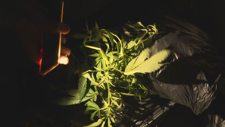 Bolsa de marihuana / TELEMADRID