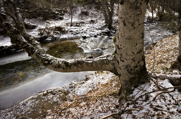 Hayedo de Montejo de la Sierra / JOSÉ MANIUEL NAVIA