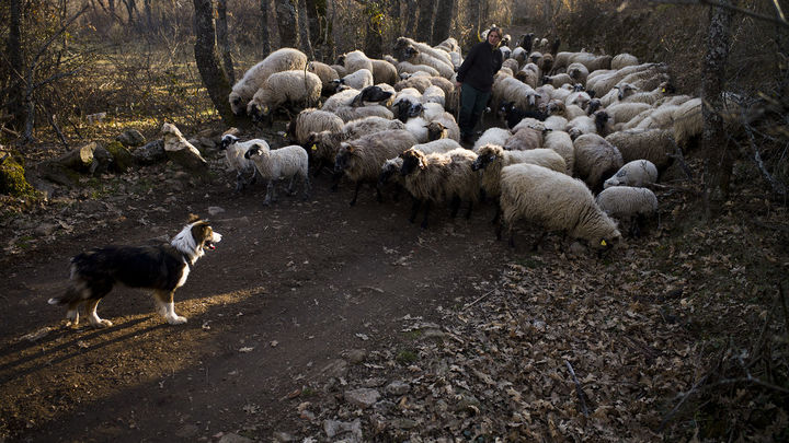 Ana Ruiz y sus ovejas en Montejo de la Sierra / JOSÉ MANUEL NAVIA