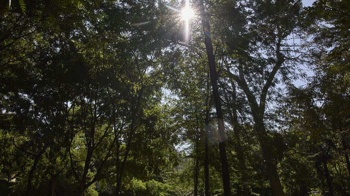 Vista del parque Quinta de los Molinos, a 24 de julio / EUROPA PRESS