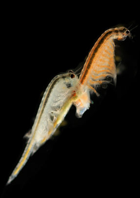 Ejemplares de Artemia salina / HANS HILLEWAERT / CC