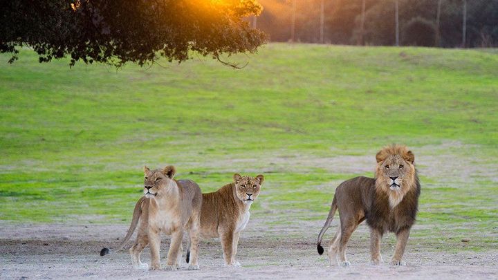 Leones en el Safari Madrid / SAFARI MADRID