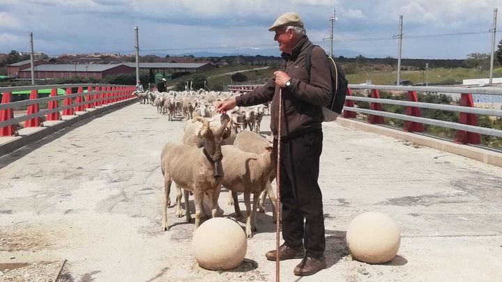 Jesús Garzón, cruzando con el rebaño la M-501 en Boadilla del Monte / ARCHIVO