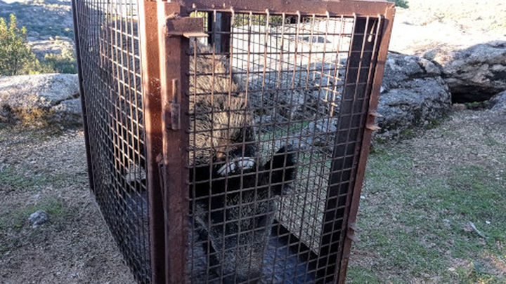 Ejemplar de jabalí en el interior de una jaula tras ser capturado / AYTO COLLADO VILLALBA