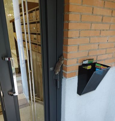 Una rata en el portal de un edificio residencial de Arganzuela / AV NUEVO LEGAZPI / FRAVM