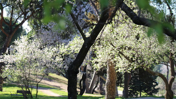 ya apenas quedan encinas / CMT