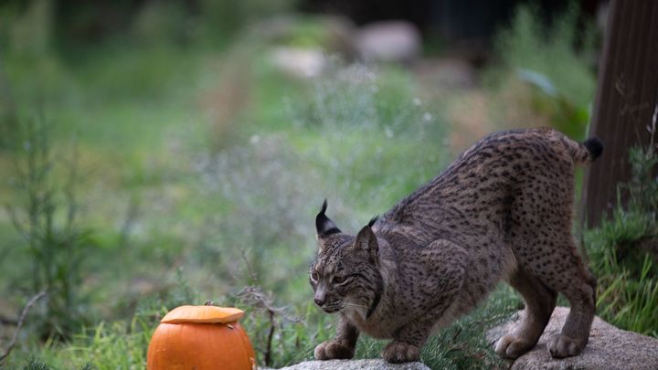 Halloween 2023 en el Zoo Aquarium de Madrid / ZOO AQUARIUM MADRID