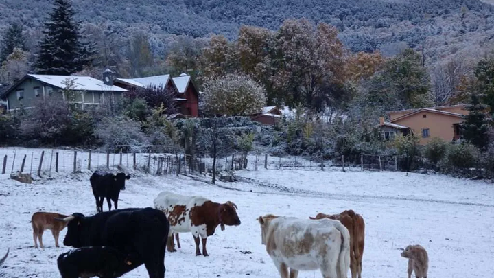 Ganado en Cercedilla / Ayuntamiento de Cercedilla