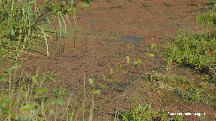 Lenteja de agua / TeleMadrid