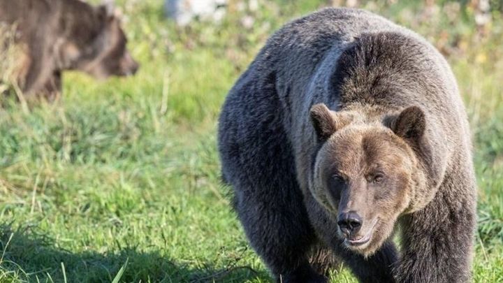 Un bufé 'gourmet' libre para osos que evite que se acerquen a los pueblos / EUROPA PRESS