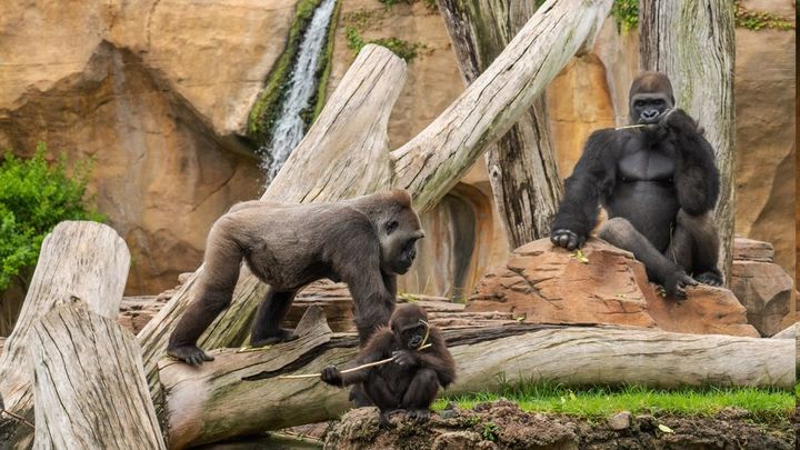 Familia de gorilas / EUROPA PRESS