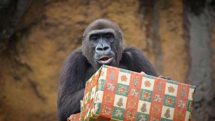 Un gorila con un reglao / EUROPA PRESS