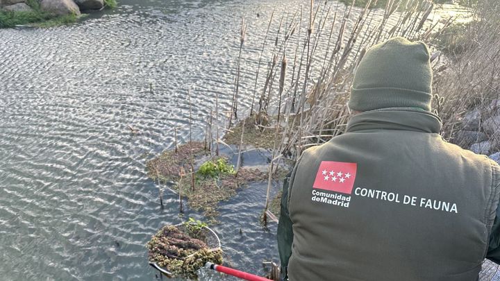 Un técnico de Medio Ambiente en la Charca de la Alberca de Cenicientos / COMUNIDAD DE MADRID