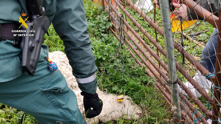 Intervención del Seprona en una explotación ganadera de Uceda (Guadalajara) con animales muertos y agonizantes / GUARDIA CIVIL