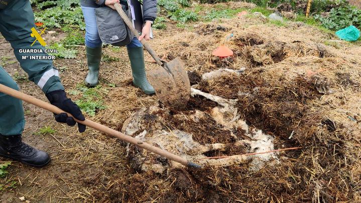 Animales muertos hallados en una explotación ganadera de Uceda (Guadalajara) / GUARDIA CIVIL