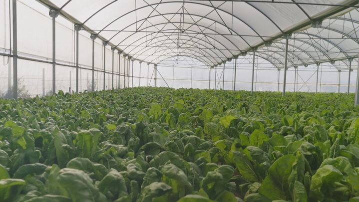 Acelgas de Fuenlabrada / Telemadrid