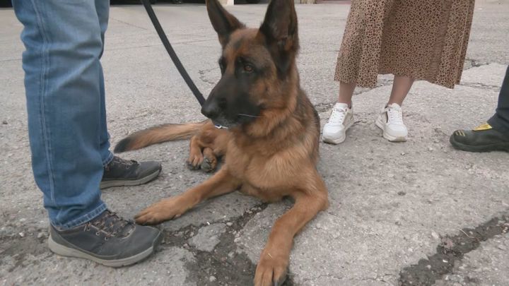 Pastor alemán rescatado, 'Rock' / Telemadrid