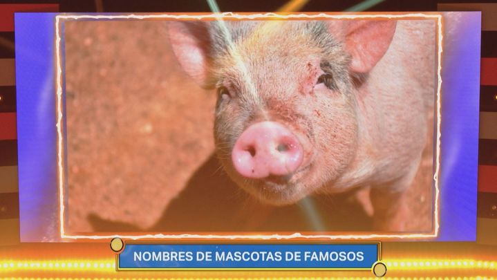 Panel Nombres de mascotas de famosos / Telemadrid