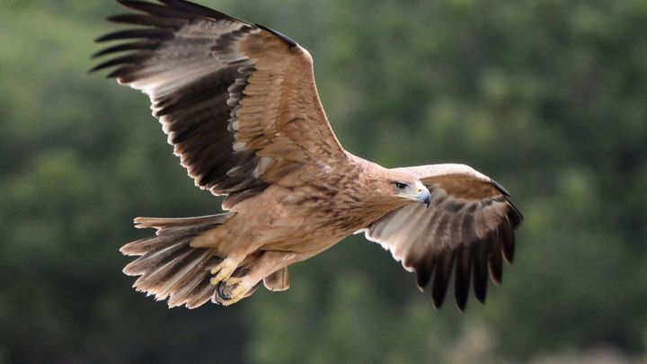 ÁGUILA IMPERIAL IBERICA / Telemadrid
