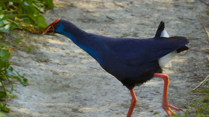 Calamón / Telemadrid