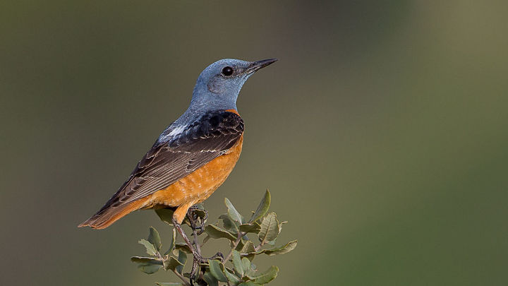 El roquero rojo / Telemadrid