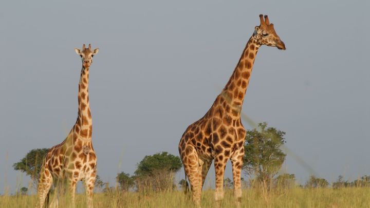 Jirafas en Uganda / DOMINIO PÚBLICO