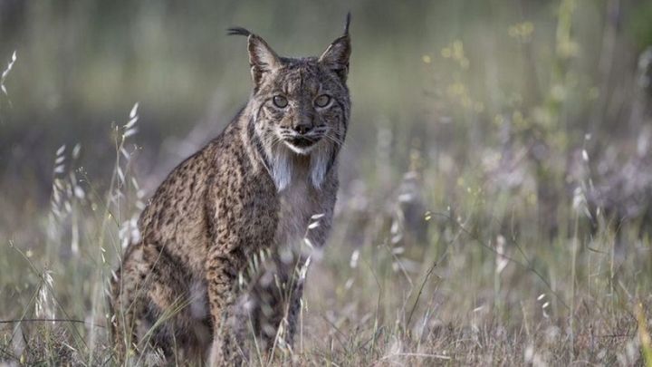 Ejemplar de Lince ibérico / EUROPA PRESS