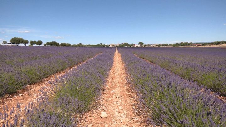 Campos de lavanda / REDACCION