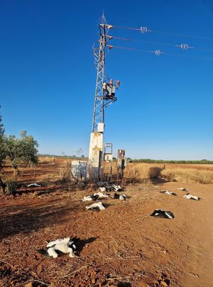 Cadáveres de cigüeñas una torre eléctrica y a su alrededor, en Marchena (Sevilla) / ISAAC CORTÉS RUÍZ