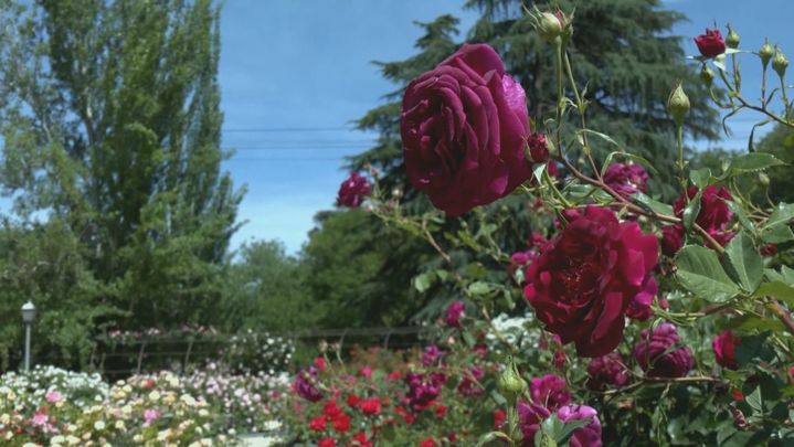 La Rosaleda en Parque Oeste / REDACCION