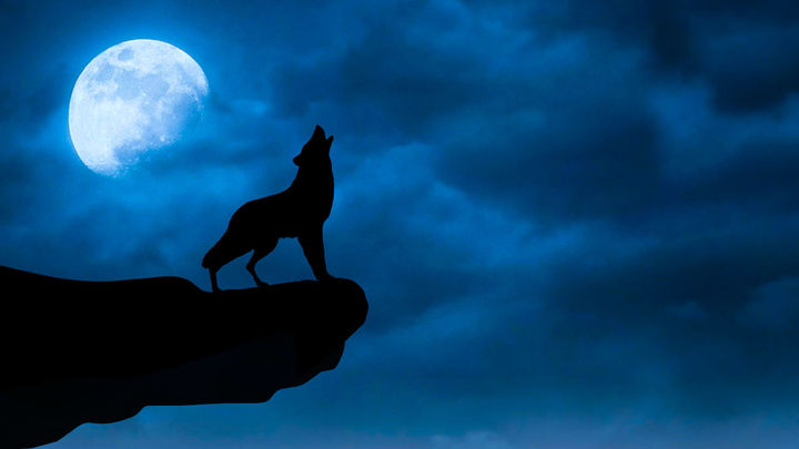 Lobo aullando a la Luna / DOMINIO PÚBLICO