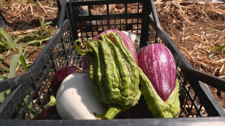 Variedades de berenjenas / REDACCION